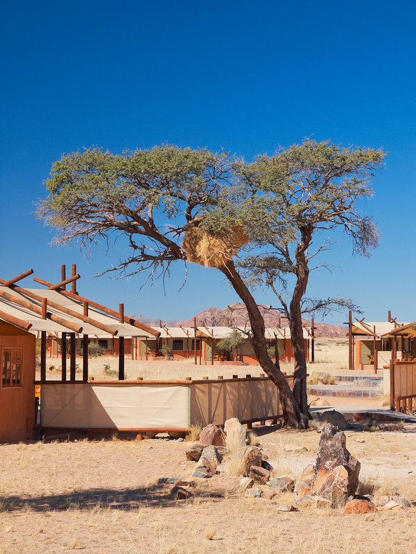 Weaver bird, Desert Camp